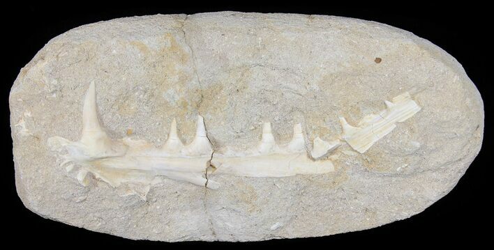 Enchodus Jaw Section - Cretaceous Fanged Fish #51328